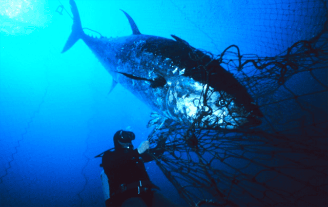 Những loại hải sản có giá đắt 